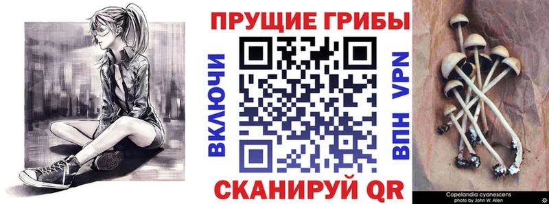 Галлюциногенные грибы Psilocybine cubensis  как найти наркотики  гидра ссылка  Ханты-Мансийск 